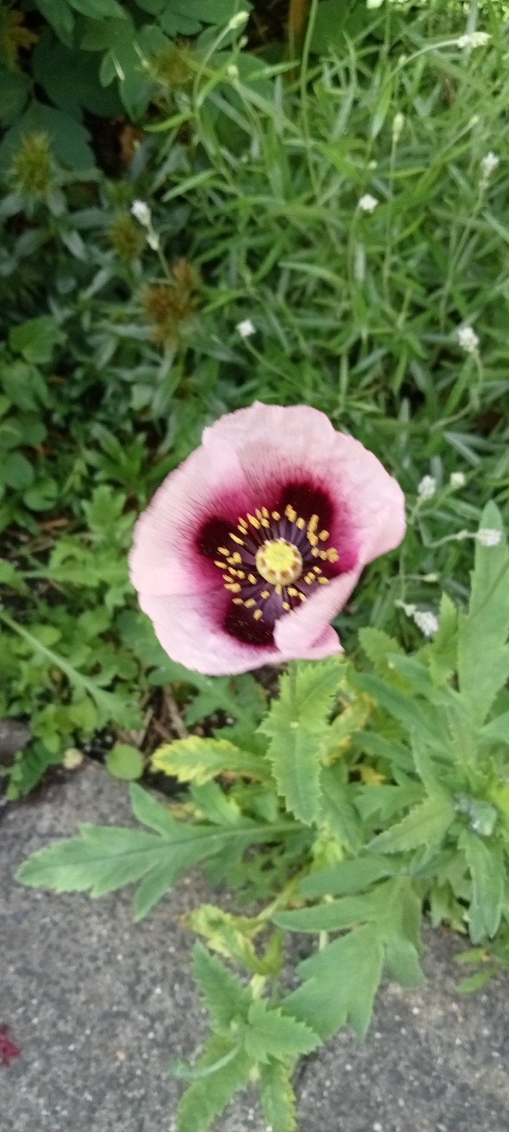 Papaver setigerum Psilo Dendro Cyprus zaden, Ophalen of Verzenden, Voorjaar, Volle zon, Zaad