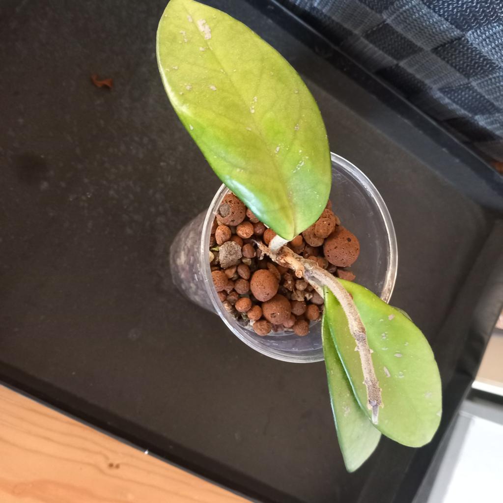 Hoya carnosa stek nr 2-2, Huis en Inrichting, Ophalen of Verzenden, Halfschaduw, Minder dan 100 cm