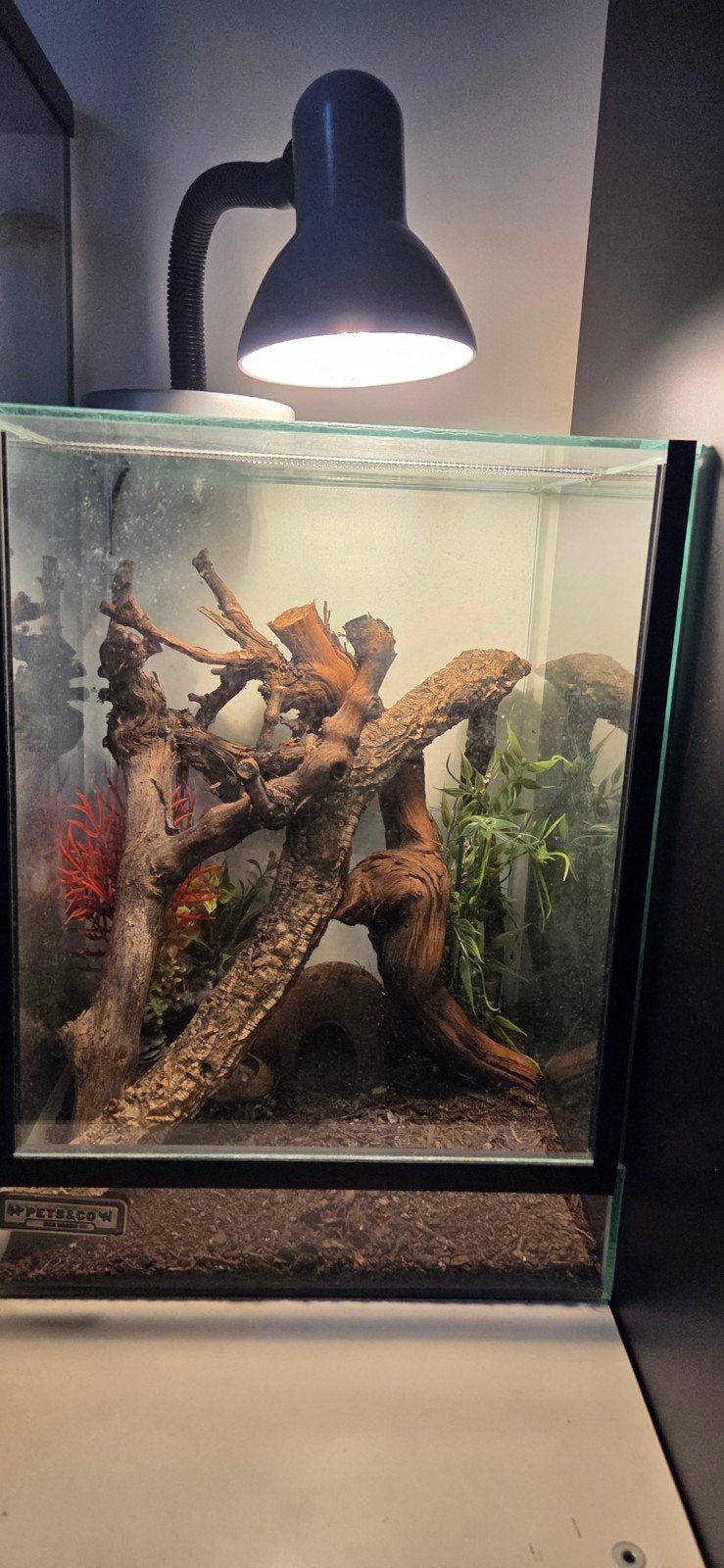 Terrarium compleet 30x30x30 cm incl. Muurgekko (v, Overige soorten, Met terrarium, 0 tot 2 jaar