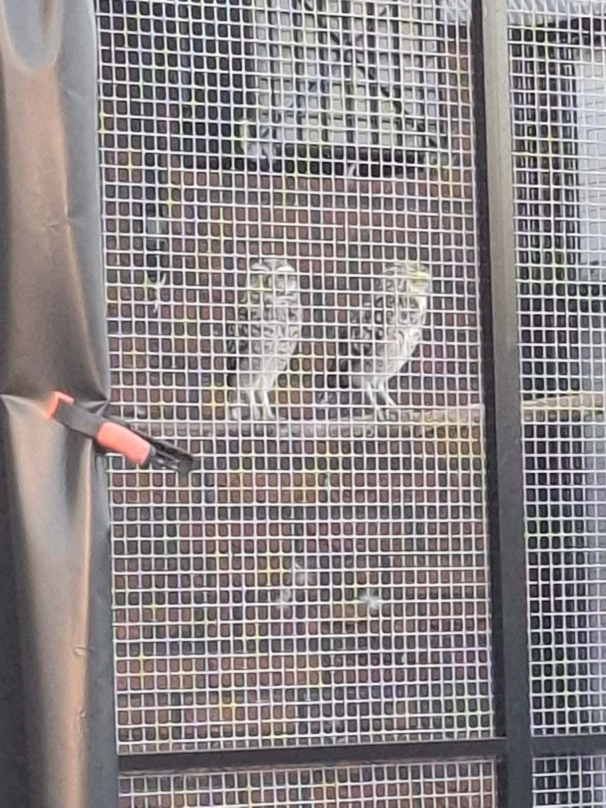 konijnenuilen konijnenuil roofvogels, Dieren en Toebehoren, Vogels | Overige Vogels, Meerdere dieren