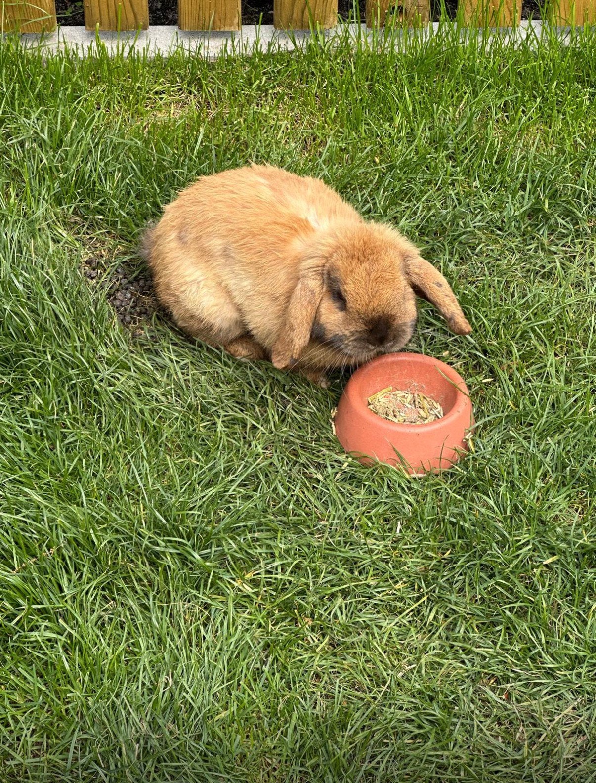 Dwerg konijn hangoortje NHD, Dieren en Toebehoren, Konijnen, Mannelijk, Dwerg, Hangoor, 0 tot 2 jaar