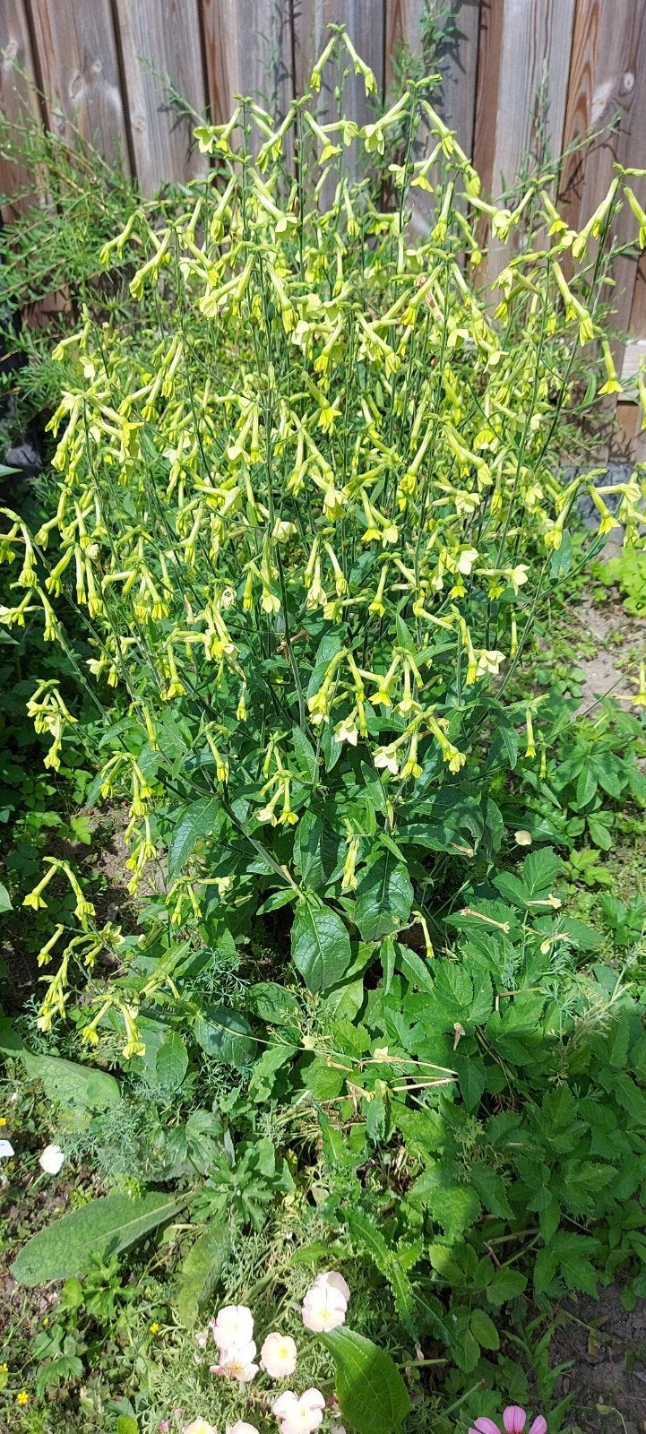 Siertabak limegreen, Ophalen of Verzenden, Eenjarig, Overige soorten, Volle zon