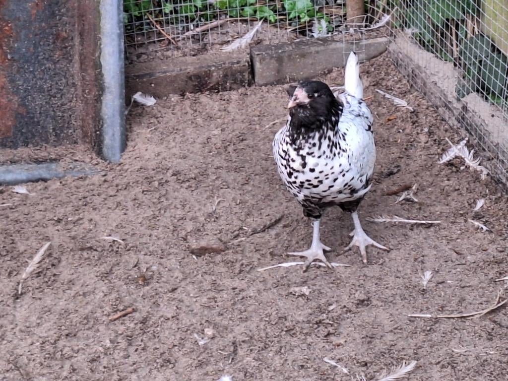 Jonge uilebaarden, Dieren en Toebehoren, Pluimvee, Meerdere dieren, Kip