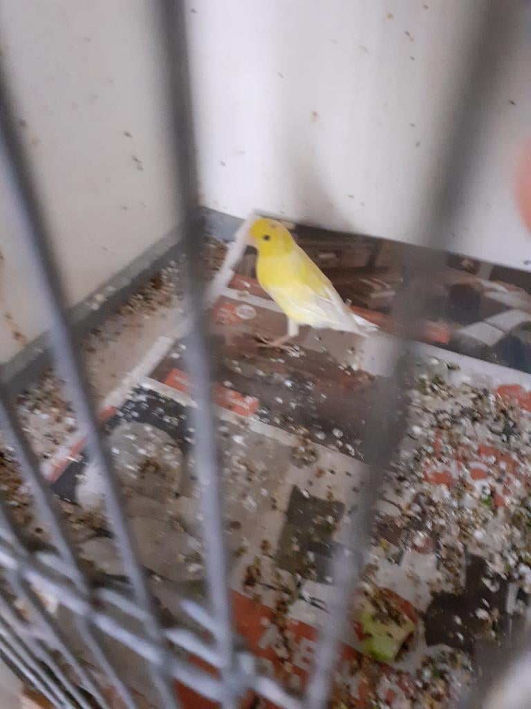 Gele kanarie man 2025, Dieren en Toebehoren, Vogels | Kanaries, Mannelijk, Kleurkanarie