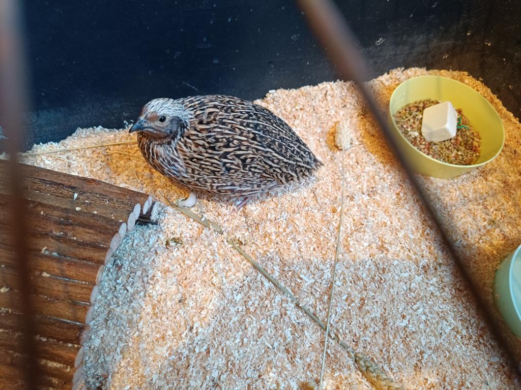 Freckled italian Japanse kwartel hanen, Dieren en Toebehoren, Mannelijk