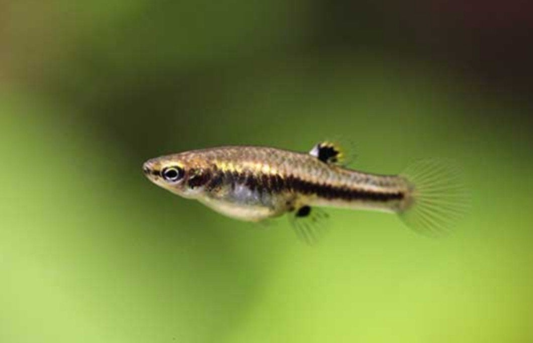 2 heterandria formosa, volwassen eigen kweek