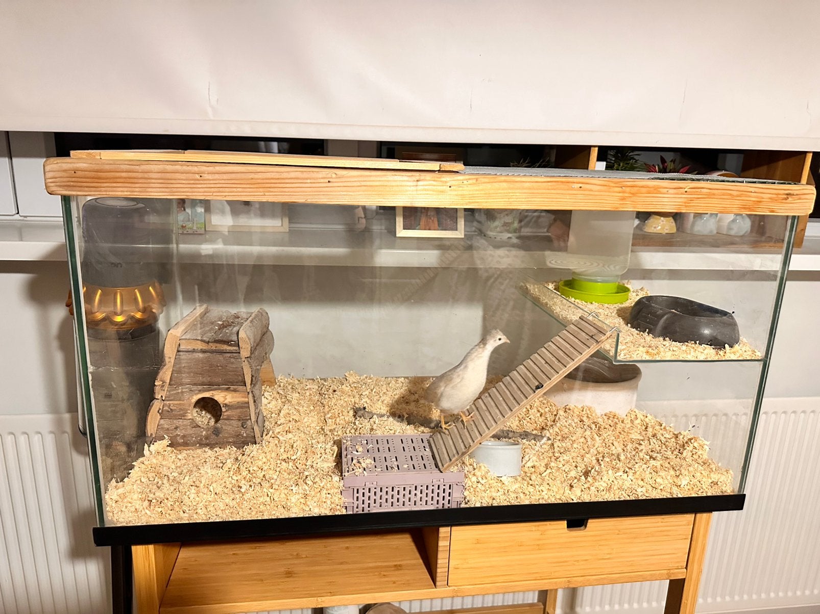 Lieve Chinese Dwergkwartel Hen+Optioneel Compleet Terrarium, Vrouwelijk