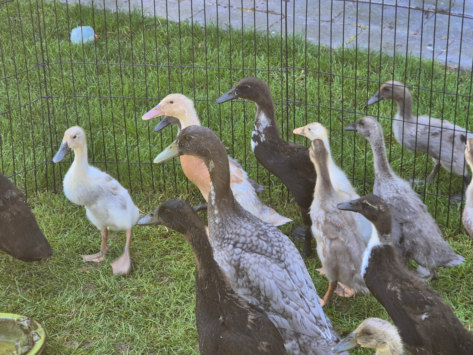 Loopeendjes/indische loopeend/fleseend/pulletjes, Dieren en Toebehoren, Pluimvee, Eend, Geslacht onbekend