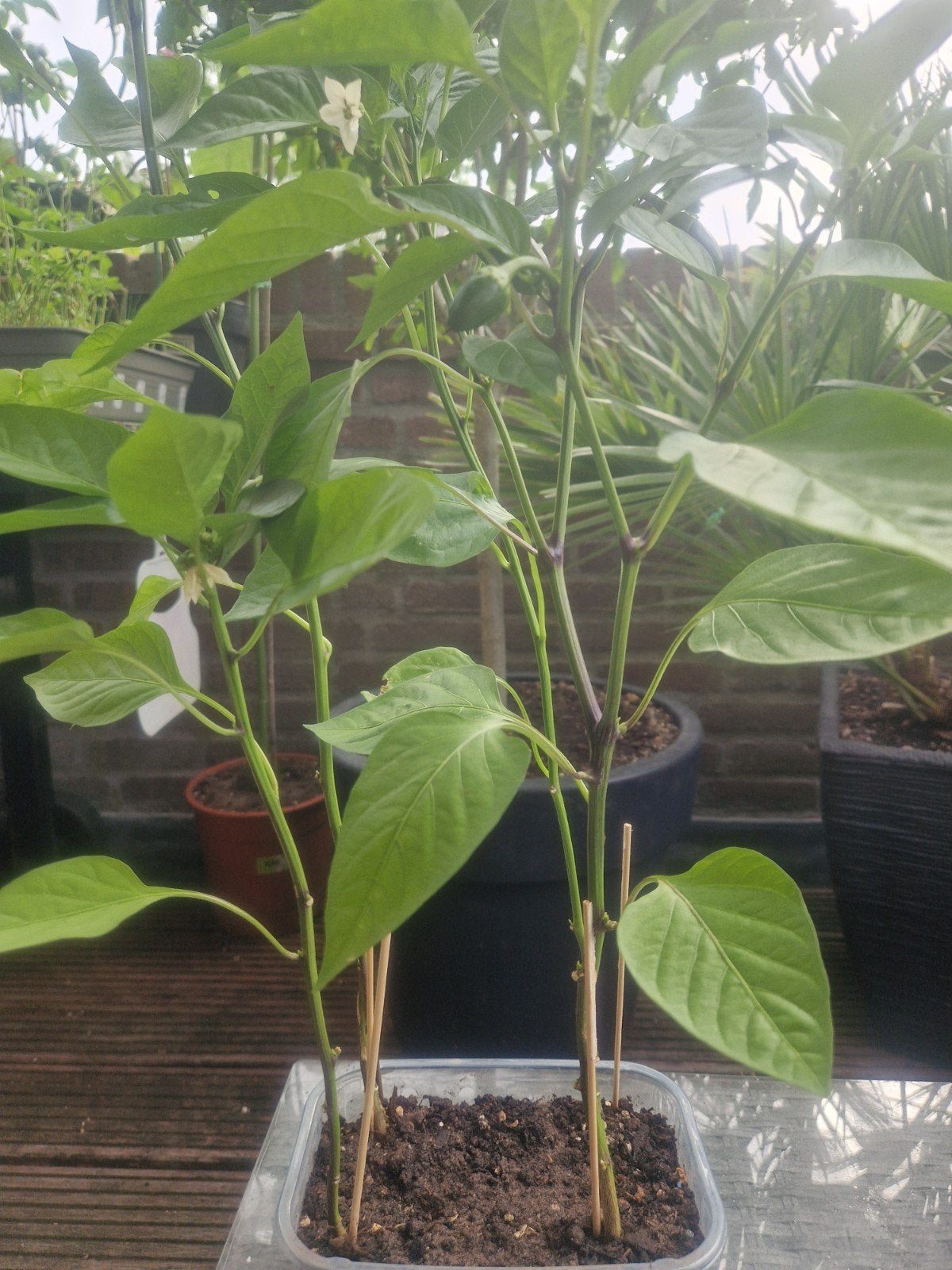 Biologische snackpaprika plantjes met vrucht, Ophalen of Verzenden, Voorjaar, Volle zon, Zaad