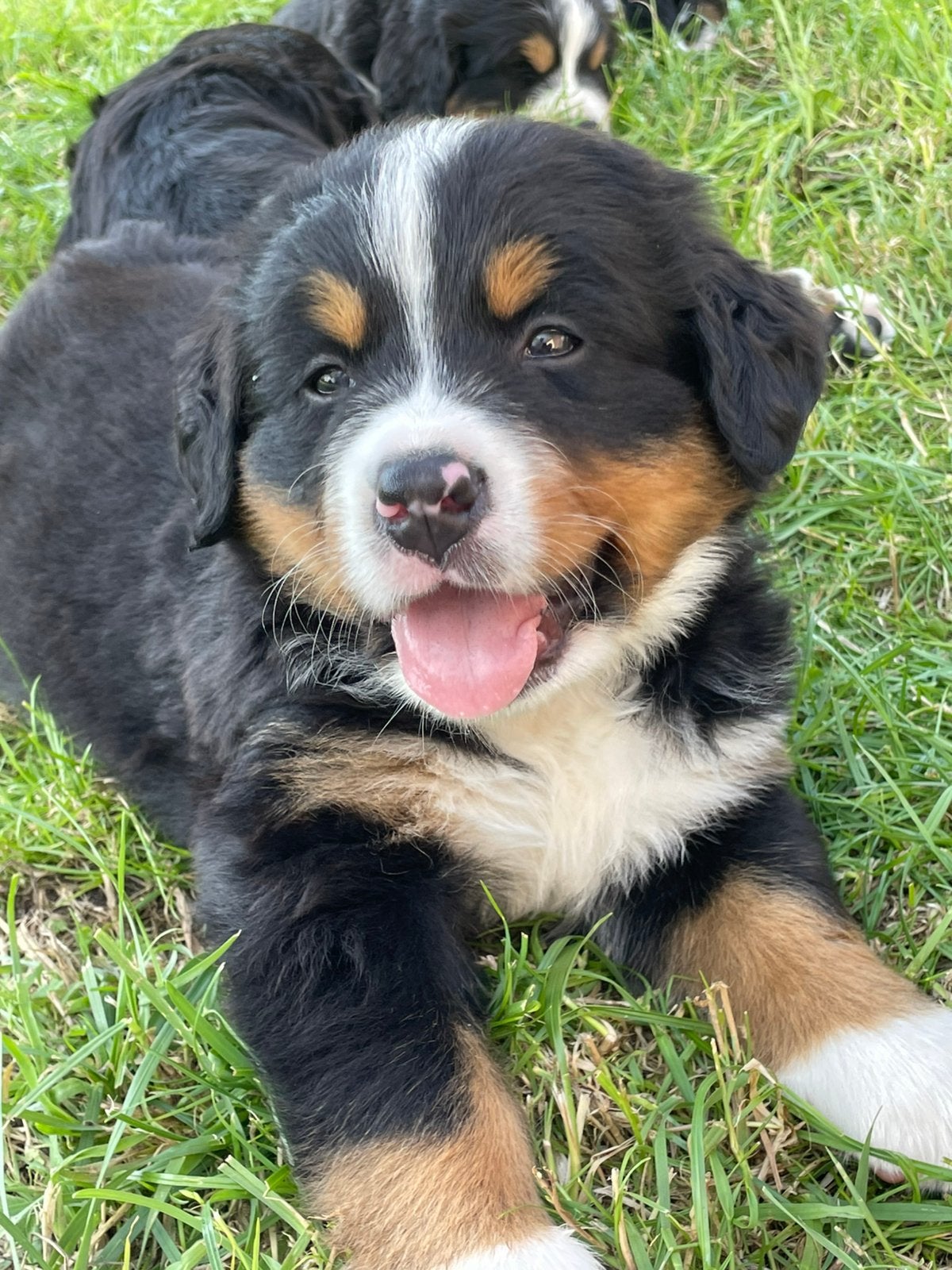 Prachtige raszuivere Berner Sennen puppy’s te koop, Overige rassen, 8 tot 15 weken, Teef, Meerdere