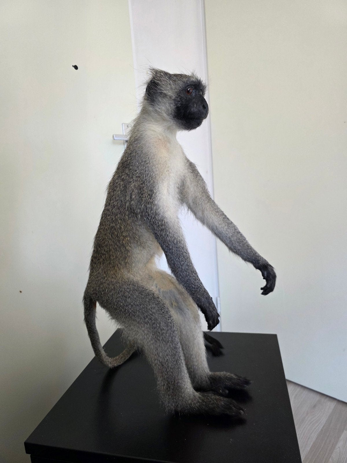 opgezette vervet aap taxidermie opgezette dieren met cites, Ophalen of Verzenden, Zo goed als nieuw