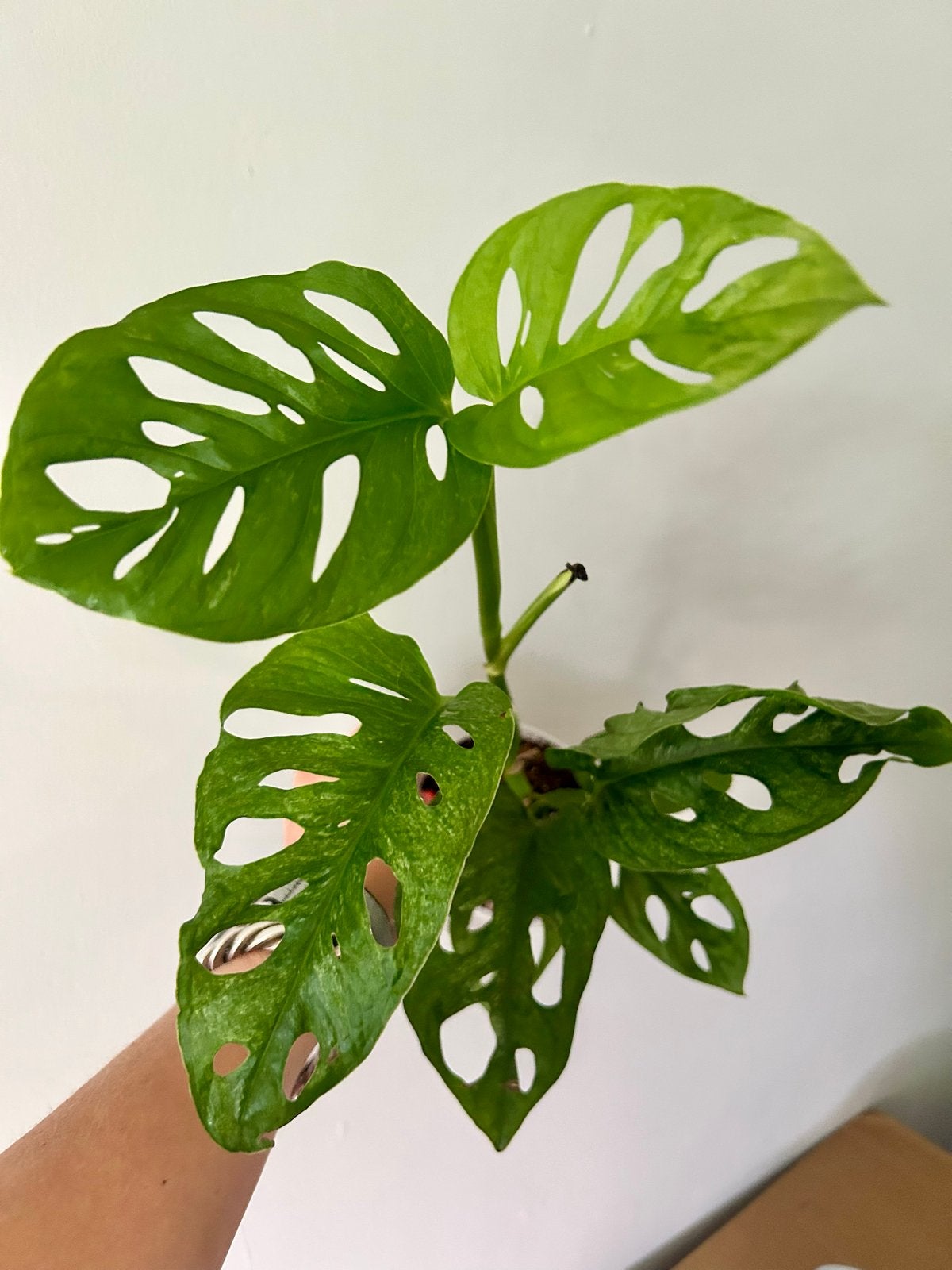Monstera Adansonii Mint - Zeldzame en prachtige plant, Huis en Inrichting, Kamerplanten, Ophalen of Verzenden, Halfschaduw, Minder dan 100 cm