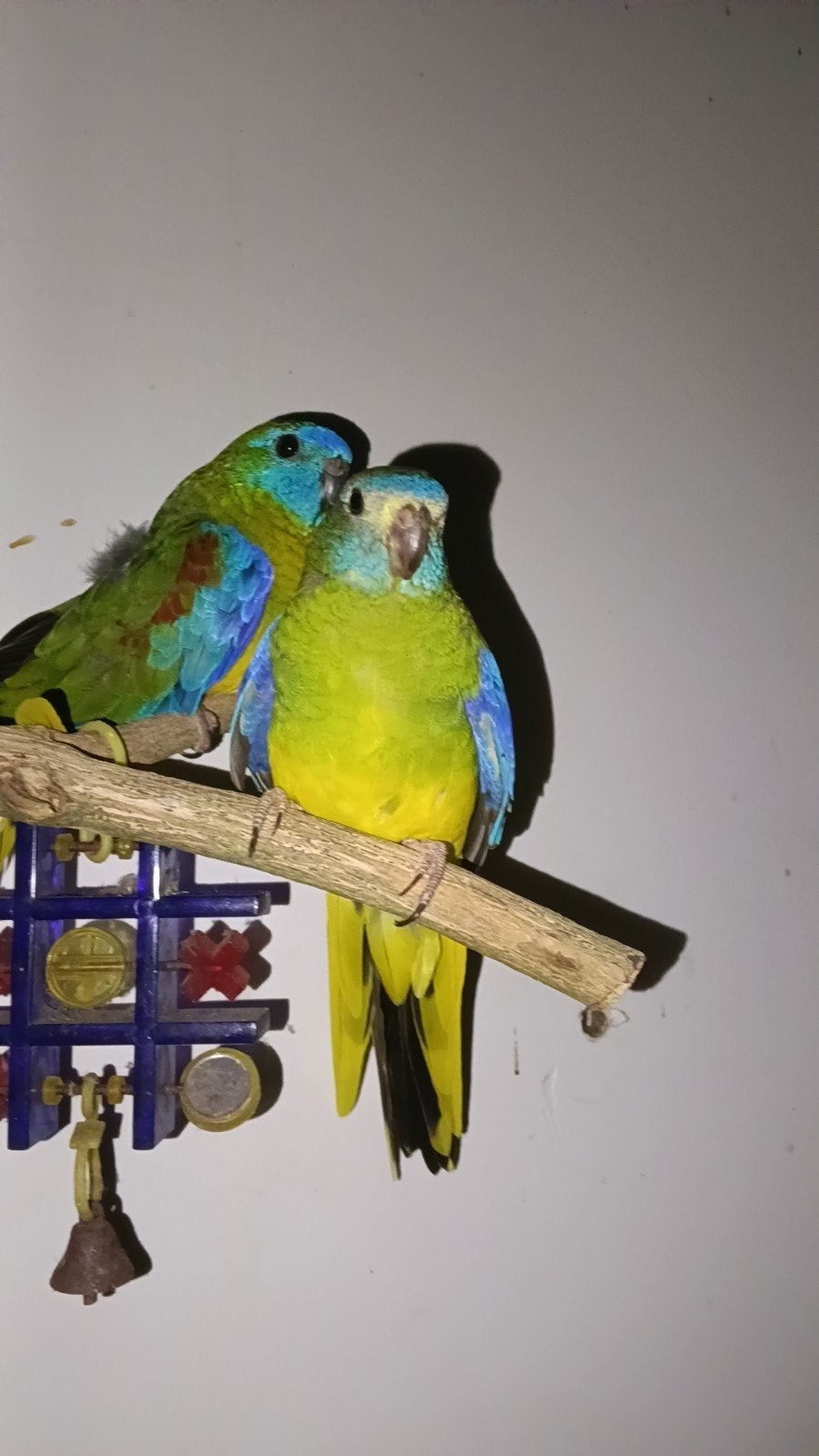 3 jonge turquoisine parkiet, Dieren en Toebehoren, Meerdere dieren, Parkiet