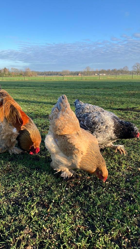 Broed eieren!, Dieren en Toebehoren, Pluimvee, Kip