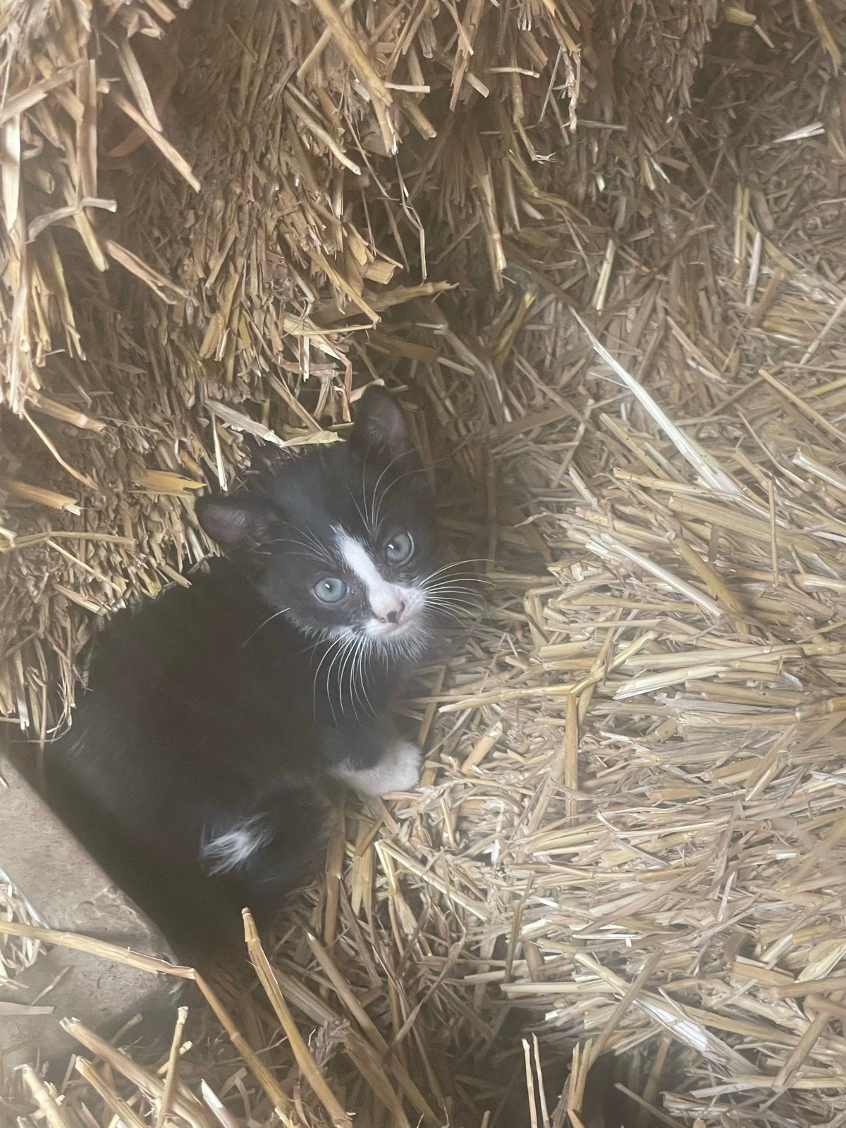 Kittens