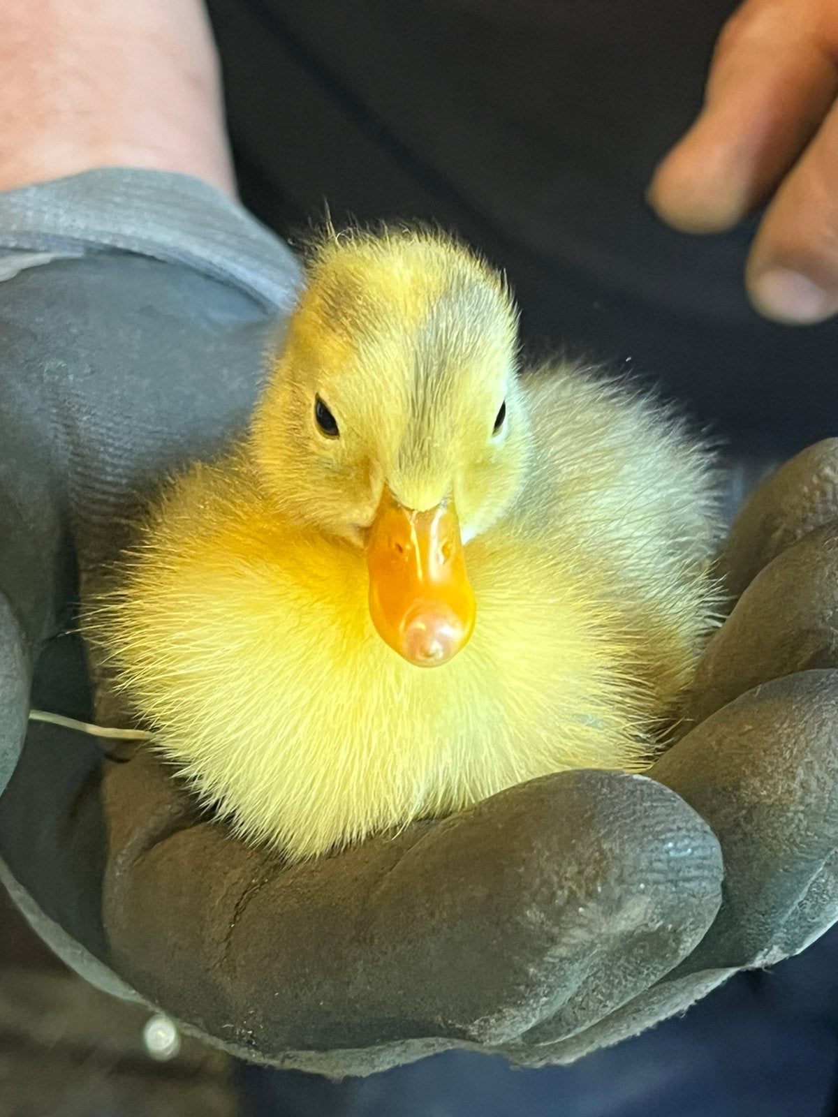 Indische loopeenden kuikens van een week, Meerdere dieren, Eend