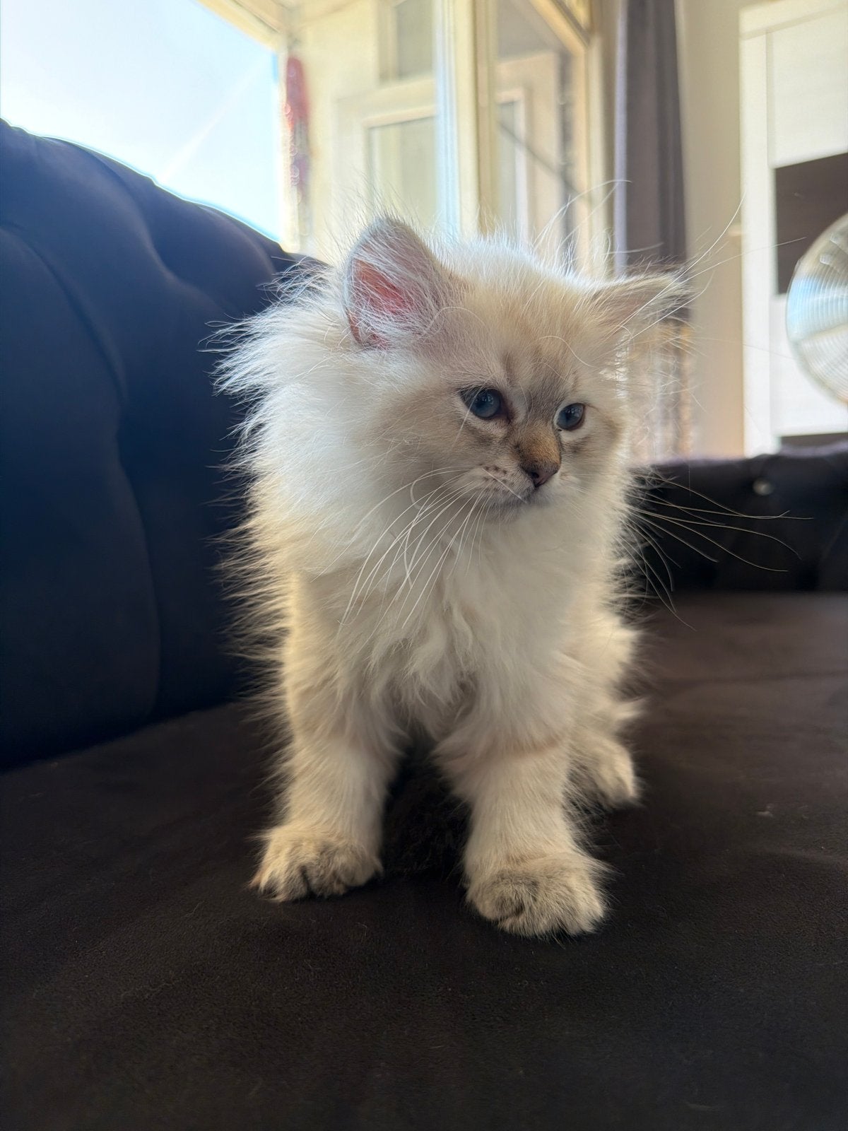 Beautiful & Affectionate Munchkin / Minuet Cat, Poes, Langharig, 0 tot 2 jaar