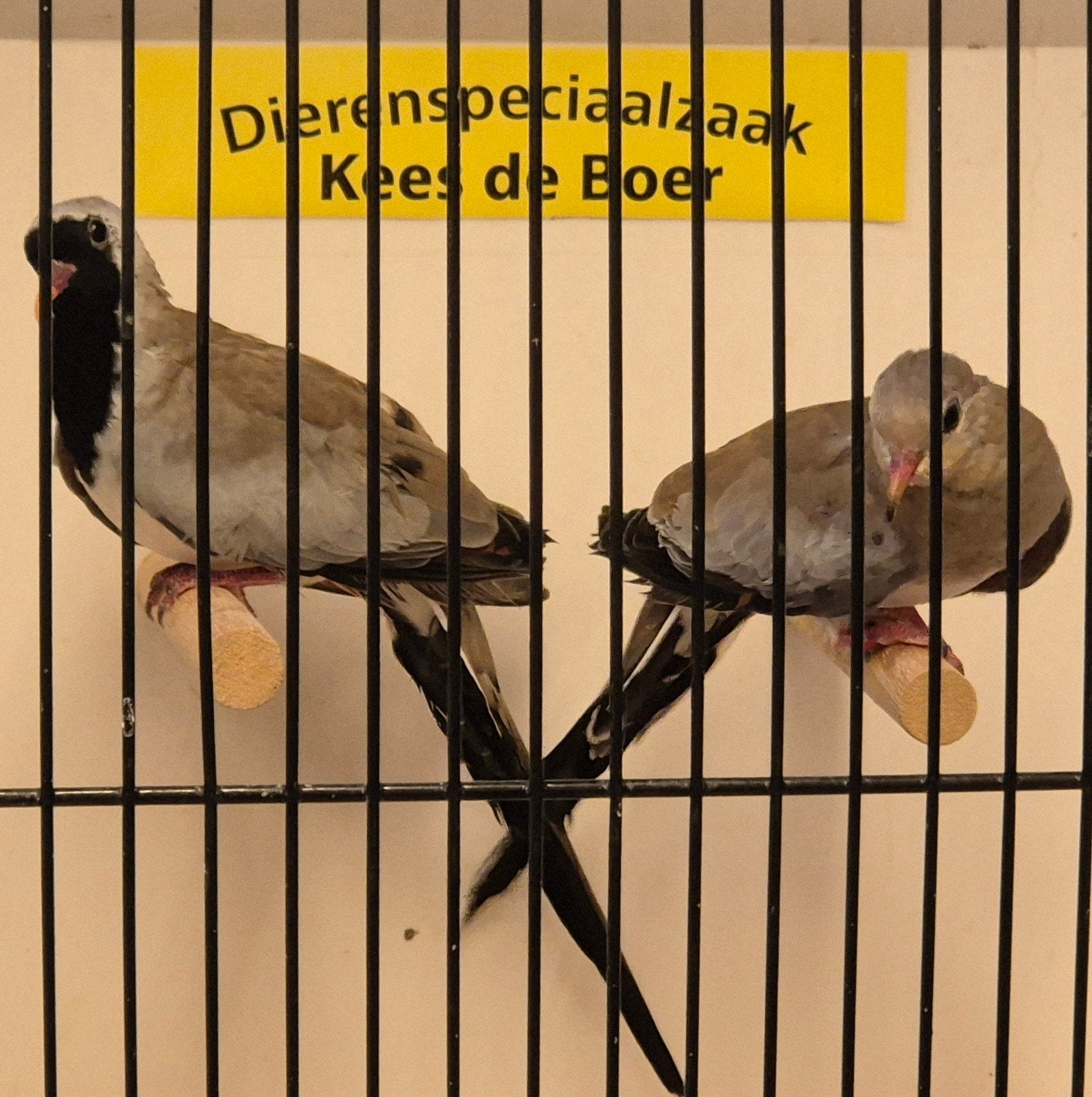 koppel zwartmaskerduifjes
