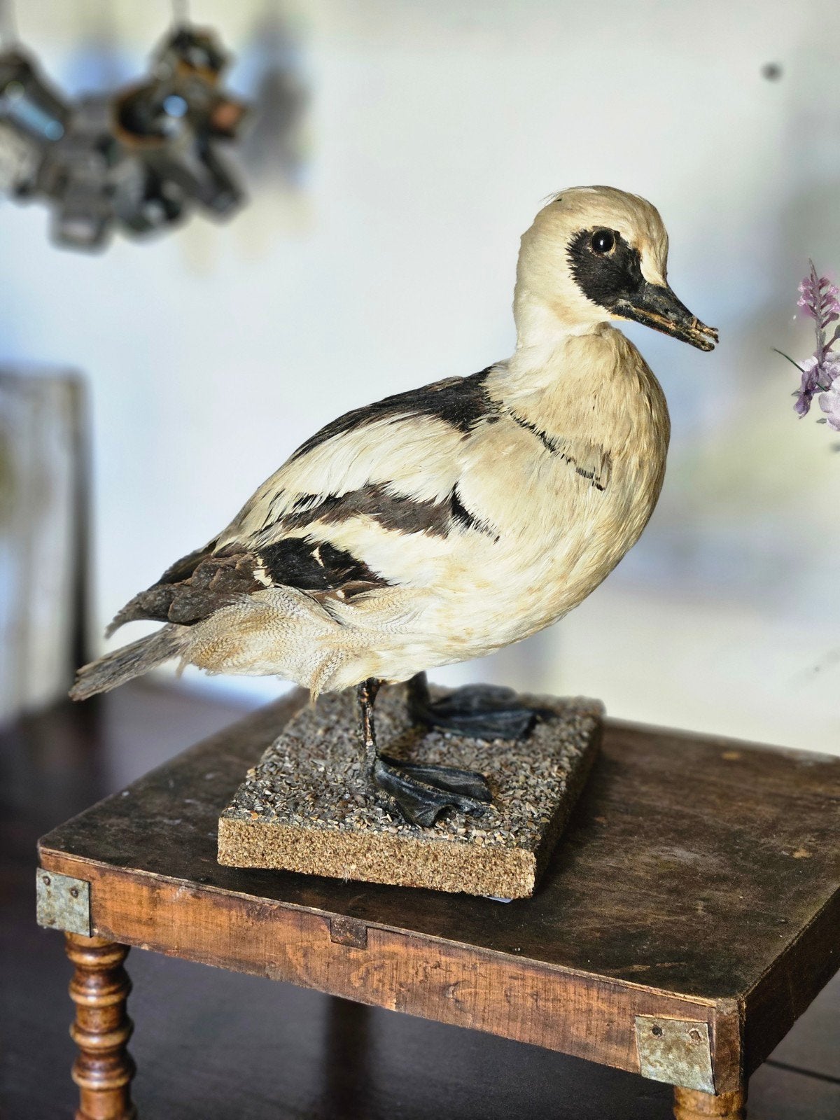 Opgezet nonnetje taxidermie, Dieren en Toebehoren, Vogels | Overige Vogels