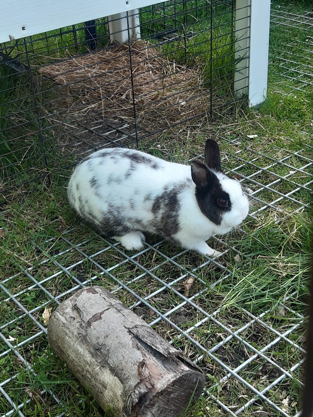 Kleurdwerg konijn voedster te koop!!, Dieren en Toebehoren, Vrouwelijk, Dwerg