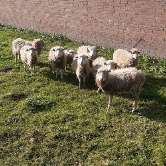 quesant ouessant quissant witte schaapjes schapen, Meerdere dieren, Schaap