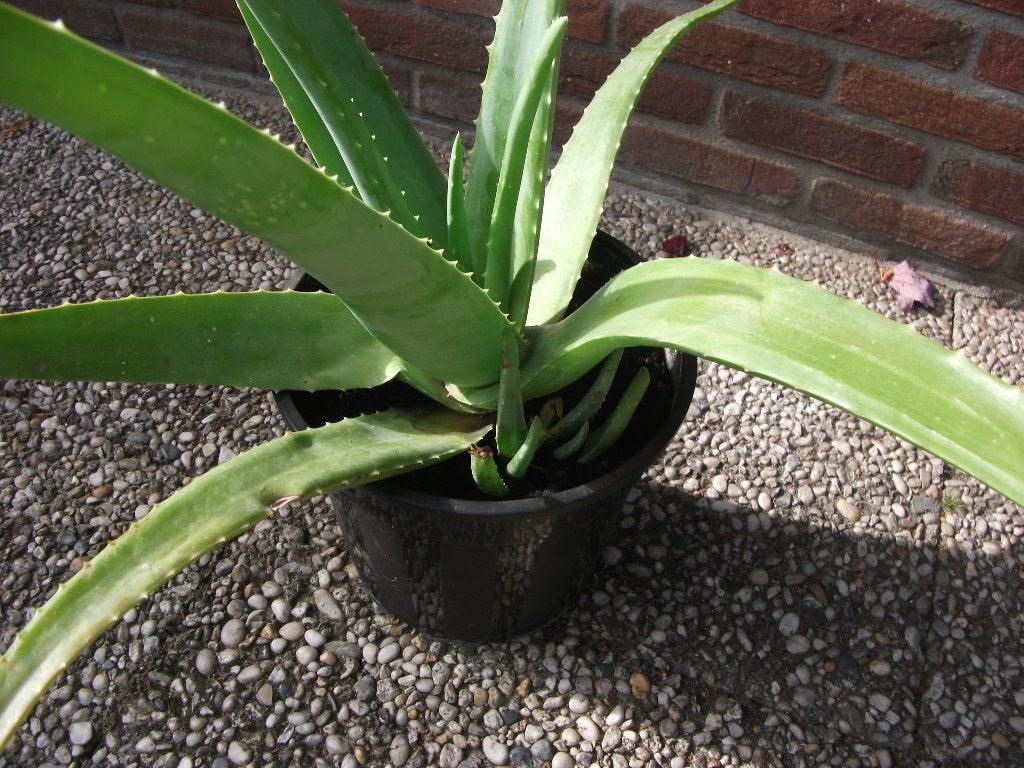 Aloë Vera, Ophalen, Halfschaduw, Minder dan 100 cm, Groene kamerplant