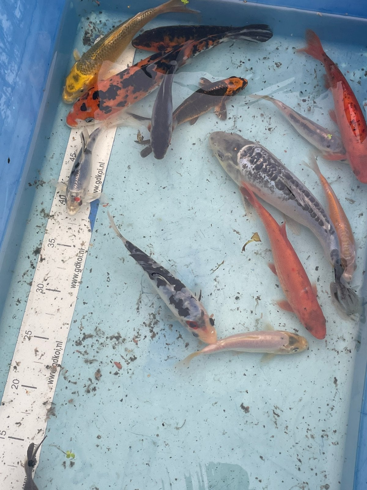 Diverse vijvervissen, Dieren en Toebehoren, Karper of Koi