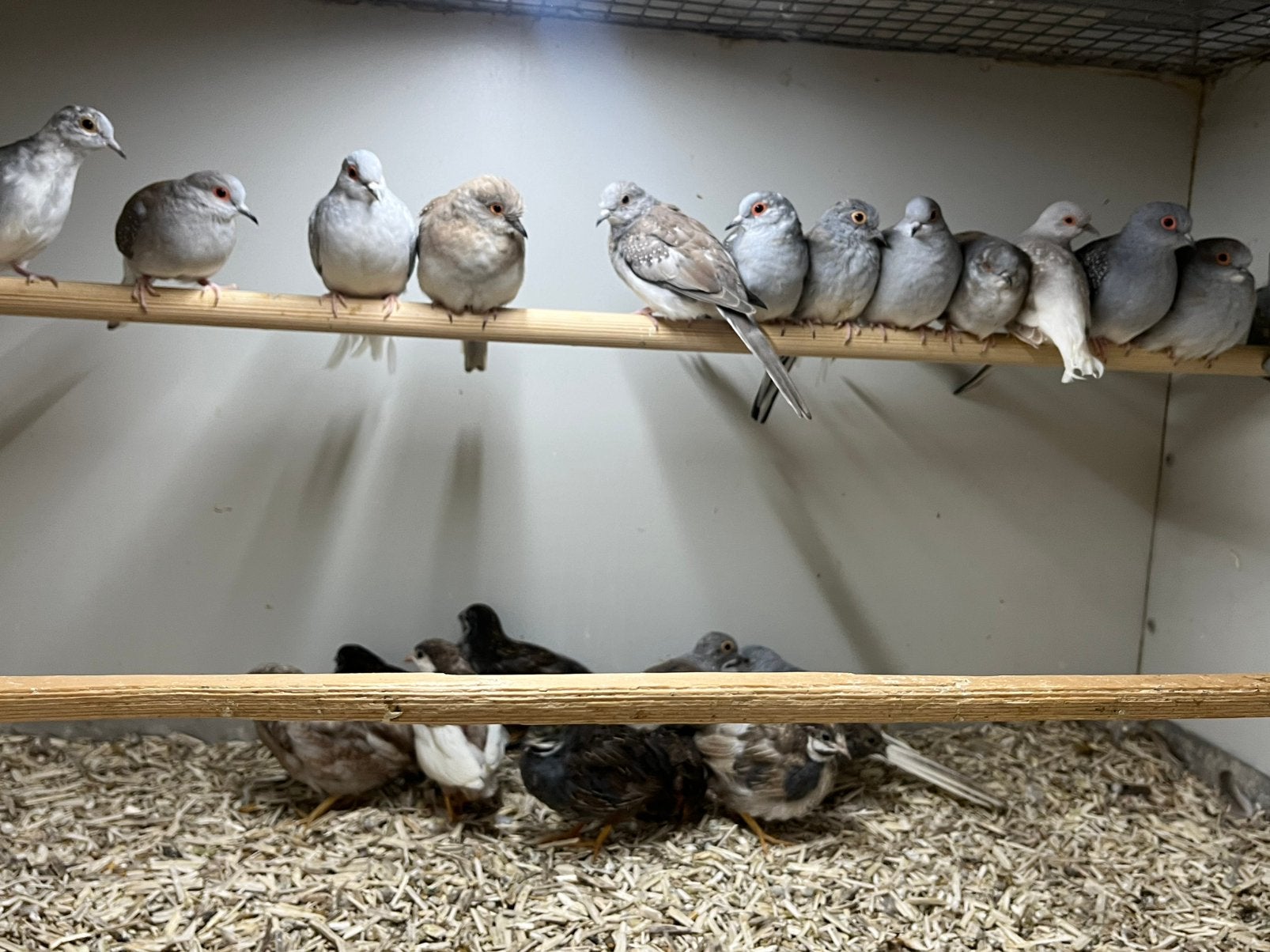 Diverse Diamantduifjes, Dieren en Toebehoren, Meerdere dieren, Tropenvogel