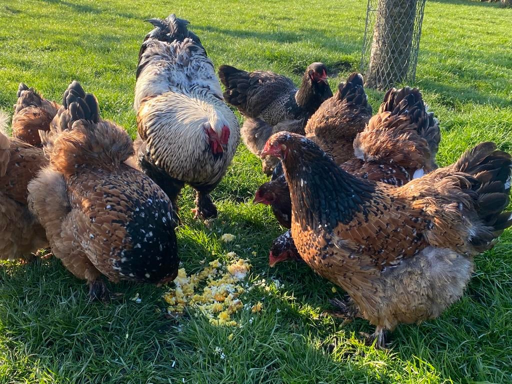 Brahma broedeieren, Dieren en Toebehoren, Pluimvee, Geslacht onbekend, Kip