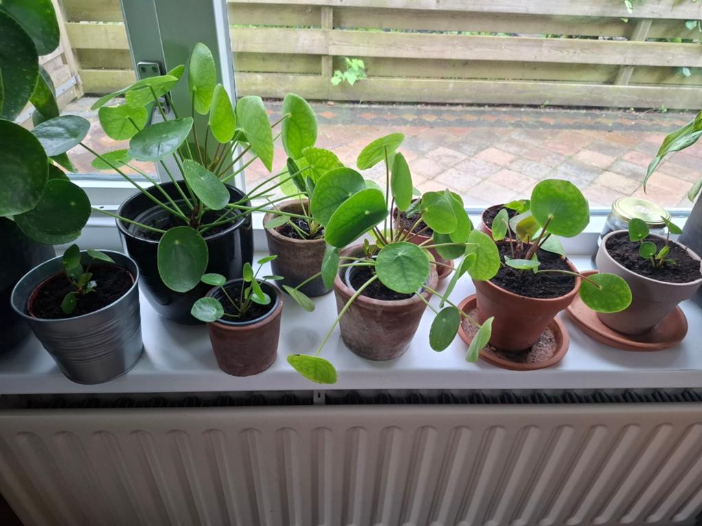 Familie Pannenkoekenplant - Diverse Groottes, Huis en Inrichting, Kamerplanten, Ophalen, Overige soorten, Halfschaduw, Minder dan 100 cm