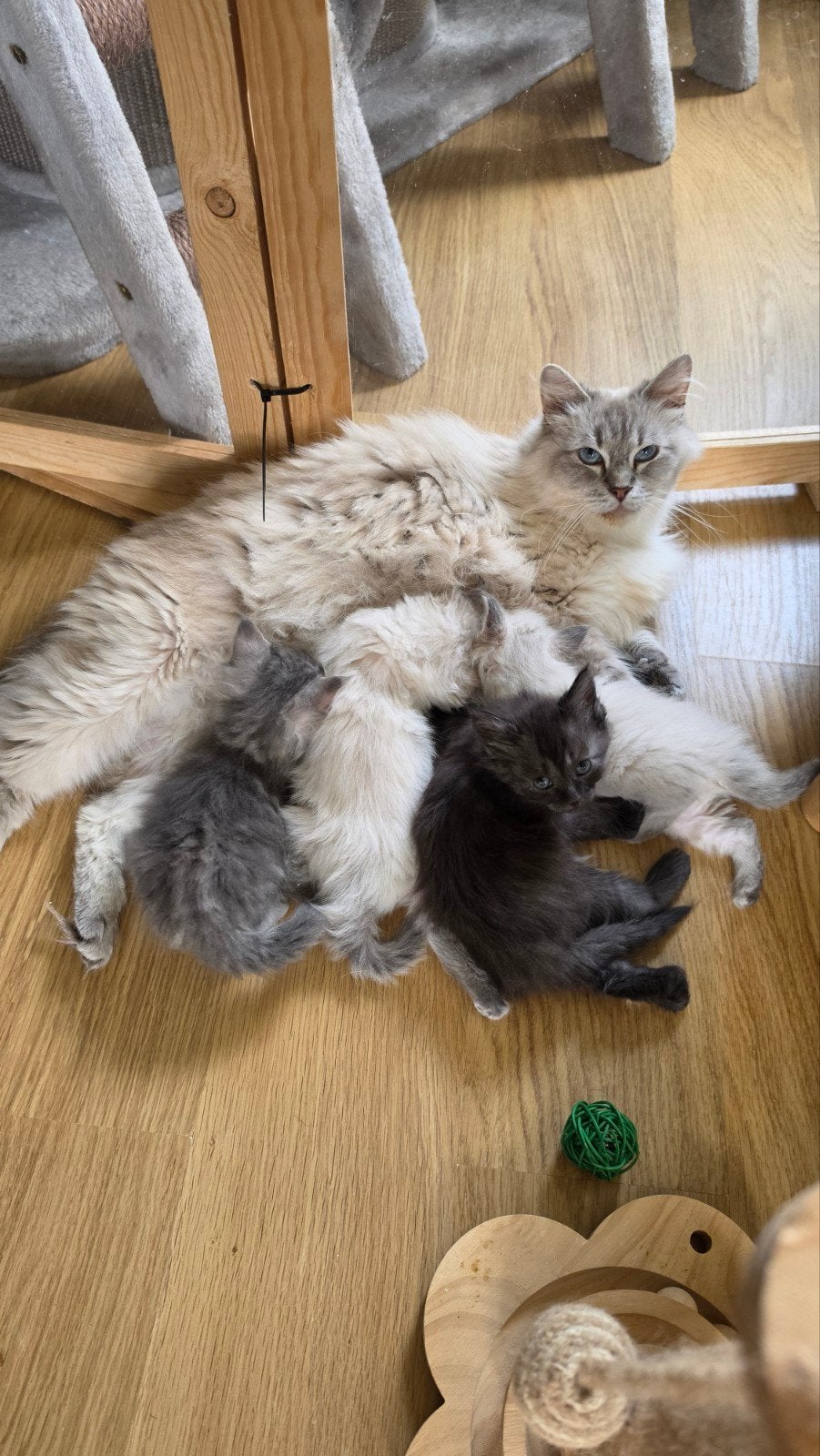 prachtige gezonde ragdoll x sibeer kittens, Dieren en Toebehoren, Meerdere dieren, Gechipt, 0 tot 2 jaar