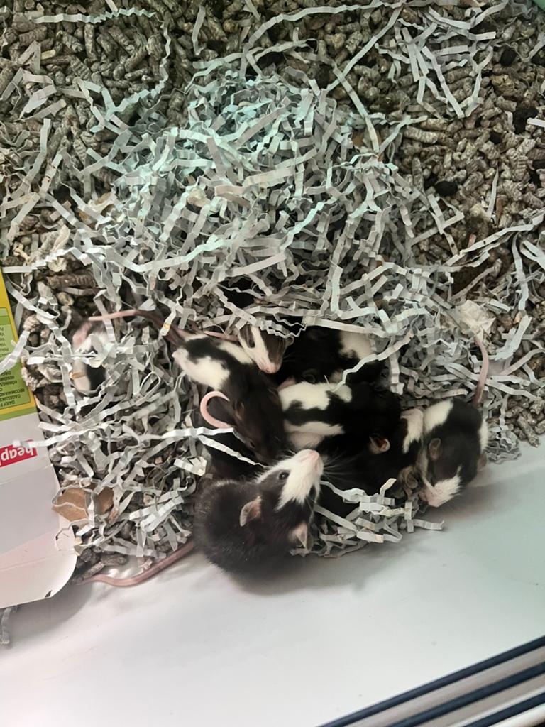 Tamme ratjes te koop, Rat, April, Mannelijk, Tam
