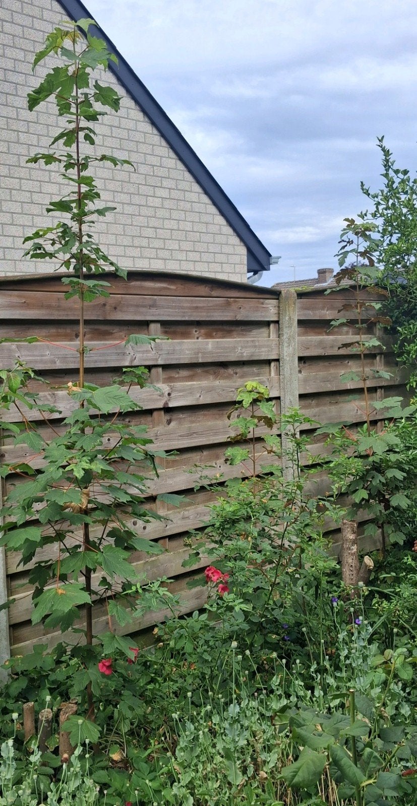 Inheemse esdoorn boompjes, Tuin en Terras, Lente, 100 tot 250 cm, Ophalen, Volle zon
