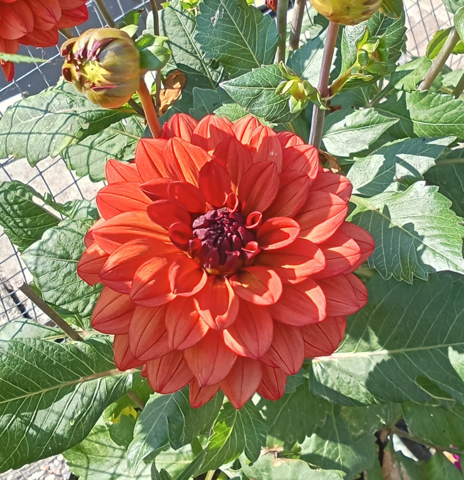 Dahlia, Tuin en Terras, Bloembollen en Zaden, Ophalen of Verzenden, Volle zon, Knol