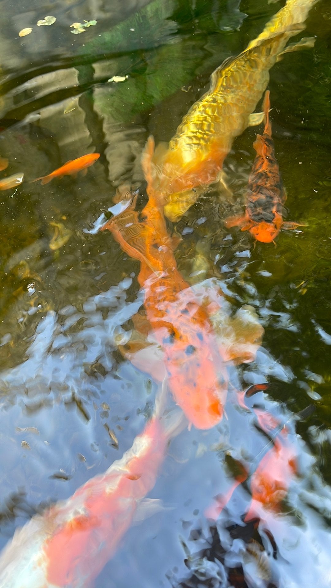 Mooie butterfly koi karper te koop, Dieren en Toebehoren, Karper of Koi