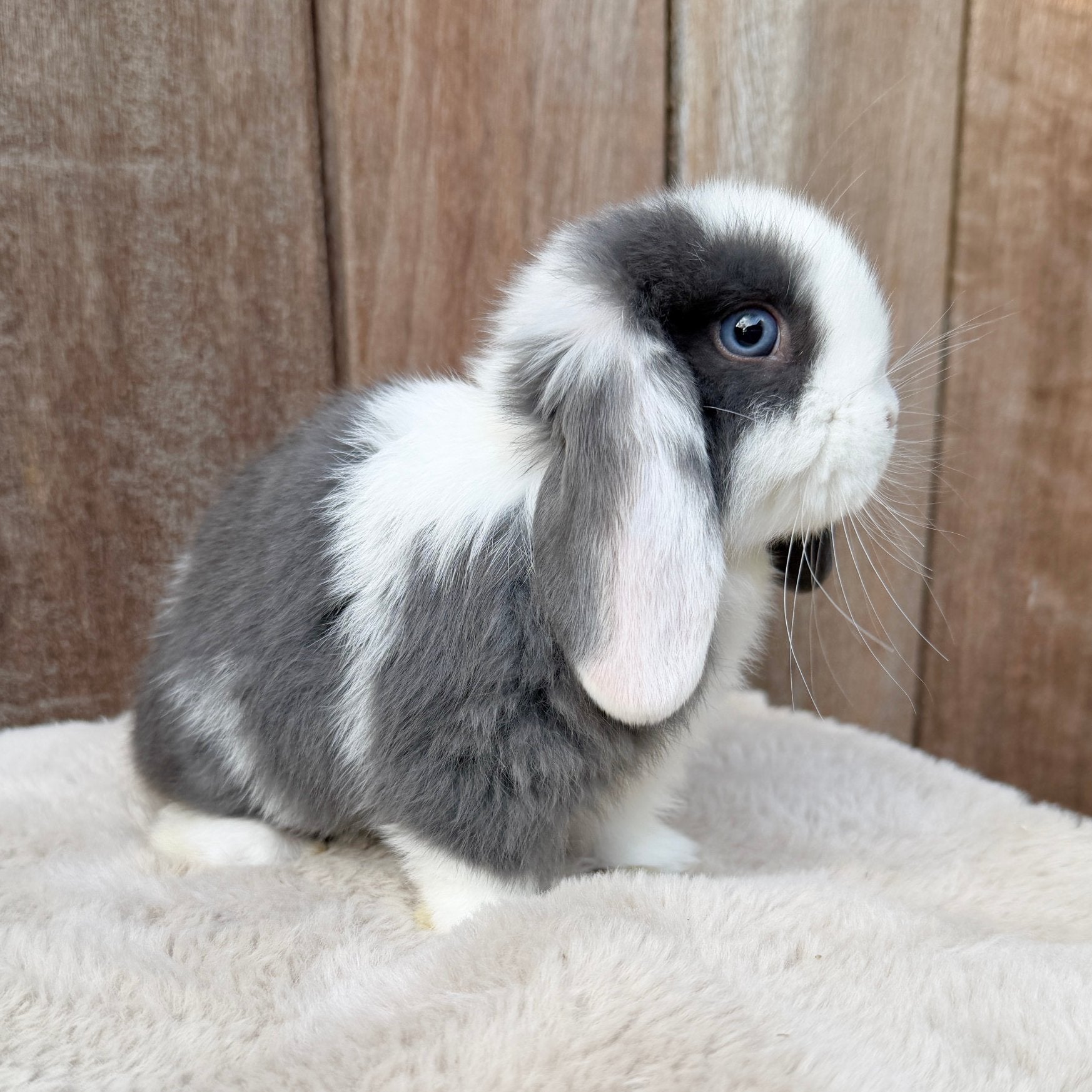 Lieve raszuivere minilop voedster, Dieren en Toebehoren, Vrouwelijk, Dwerg