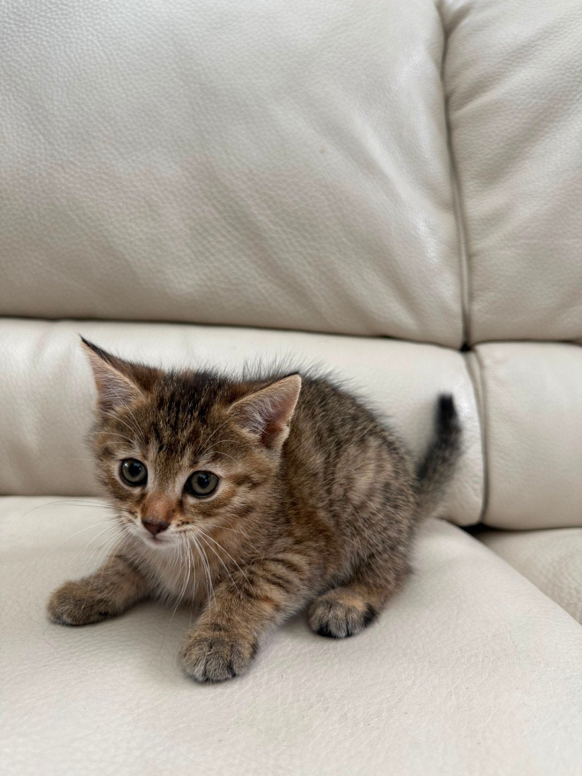 Lieve kittens en moederpoes