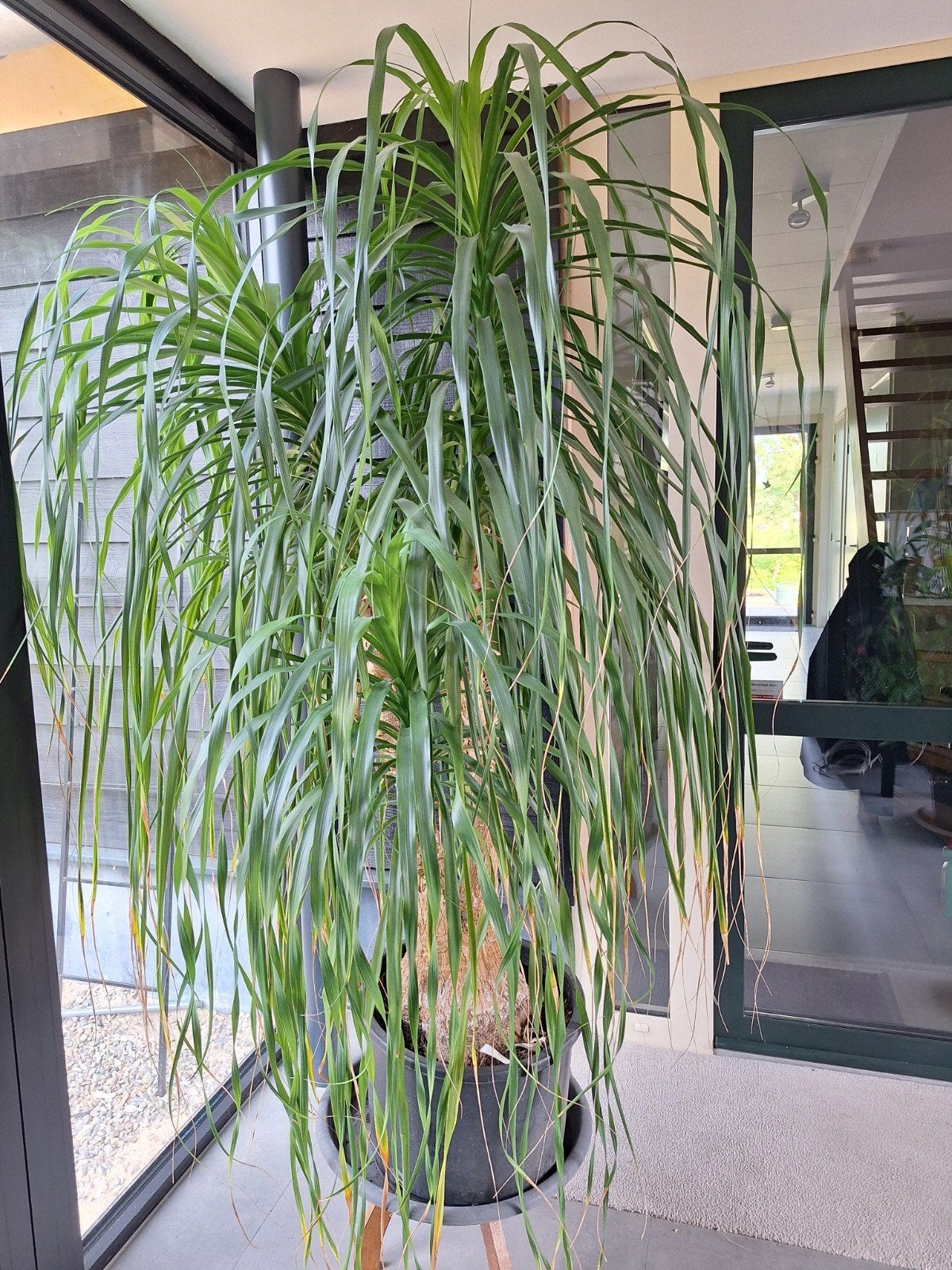 Olifantenpoot, volwassen, 190 cm hoog, Ophalen, In pot, Volle zon, 150 tot 200 cm
