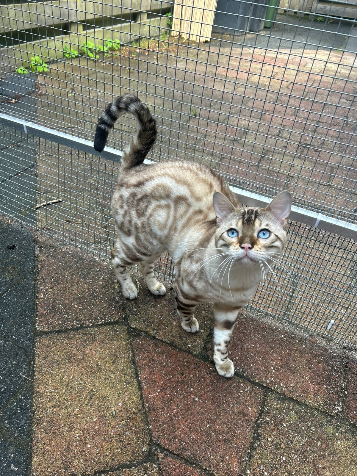 Prachtige bengaal dekkater Snow Lynx, Dieren en Toebehoren