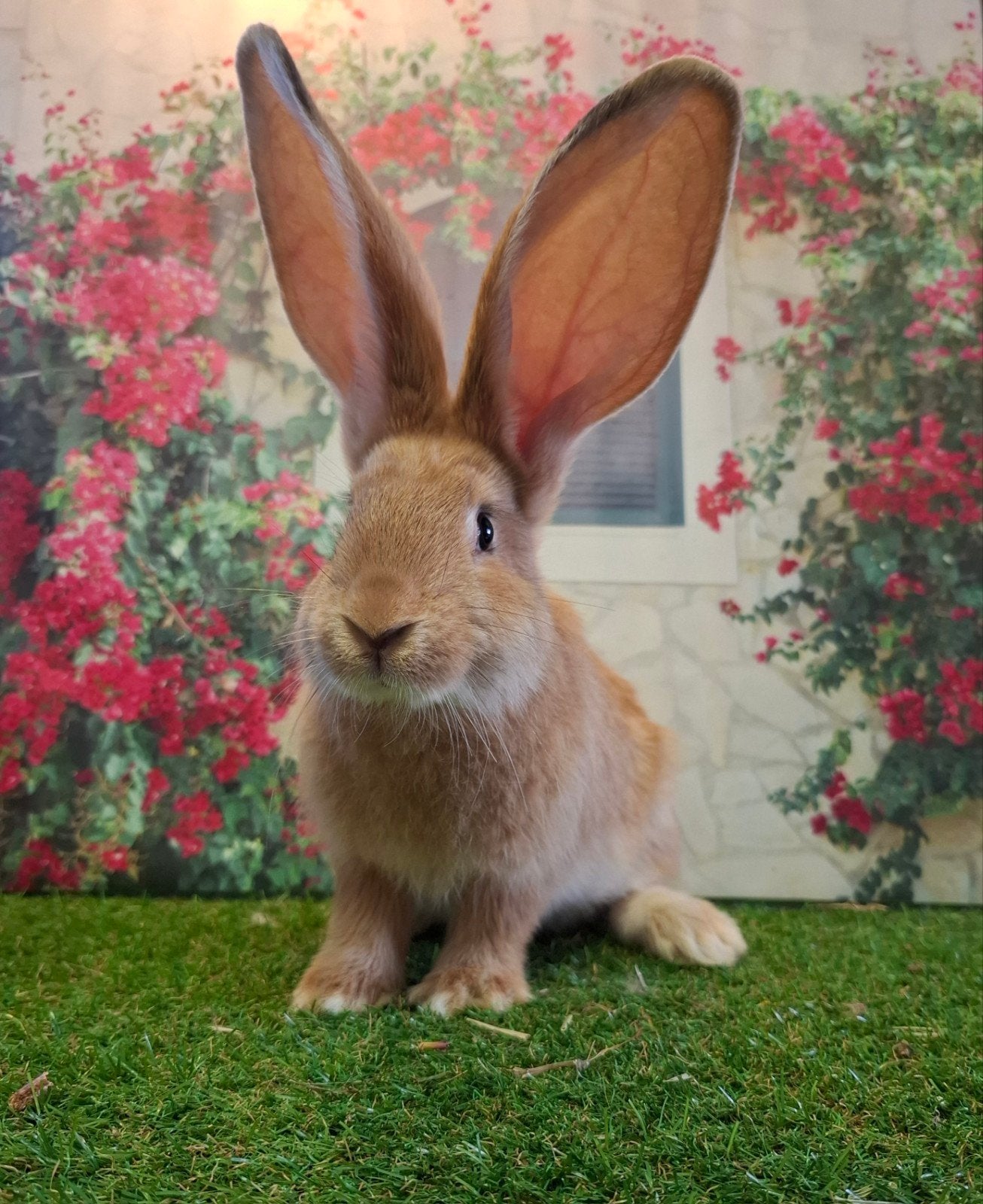 Vlaamse reus en rex konijnen zoeken een huisje, Meerdere dieren, Groot