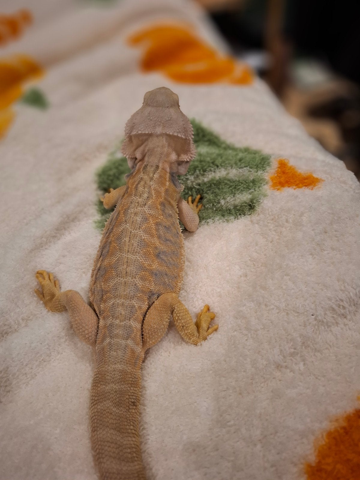 Leatherback baardagaam Bearded Dragon photo 6