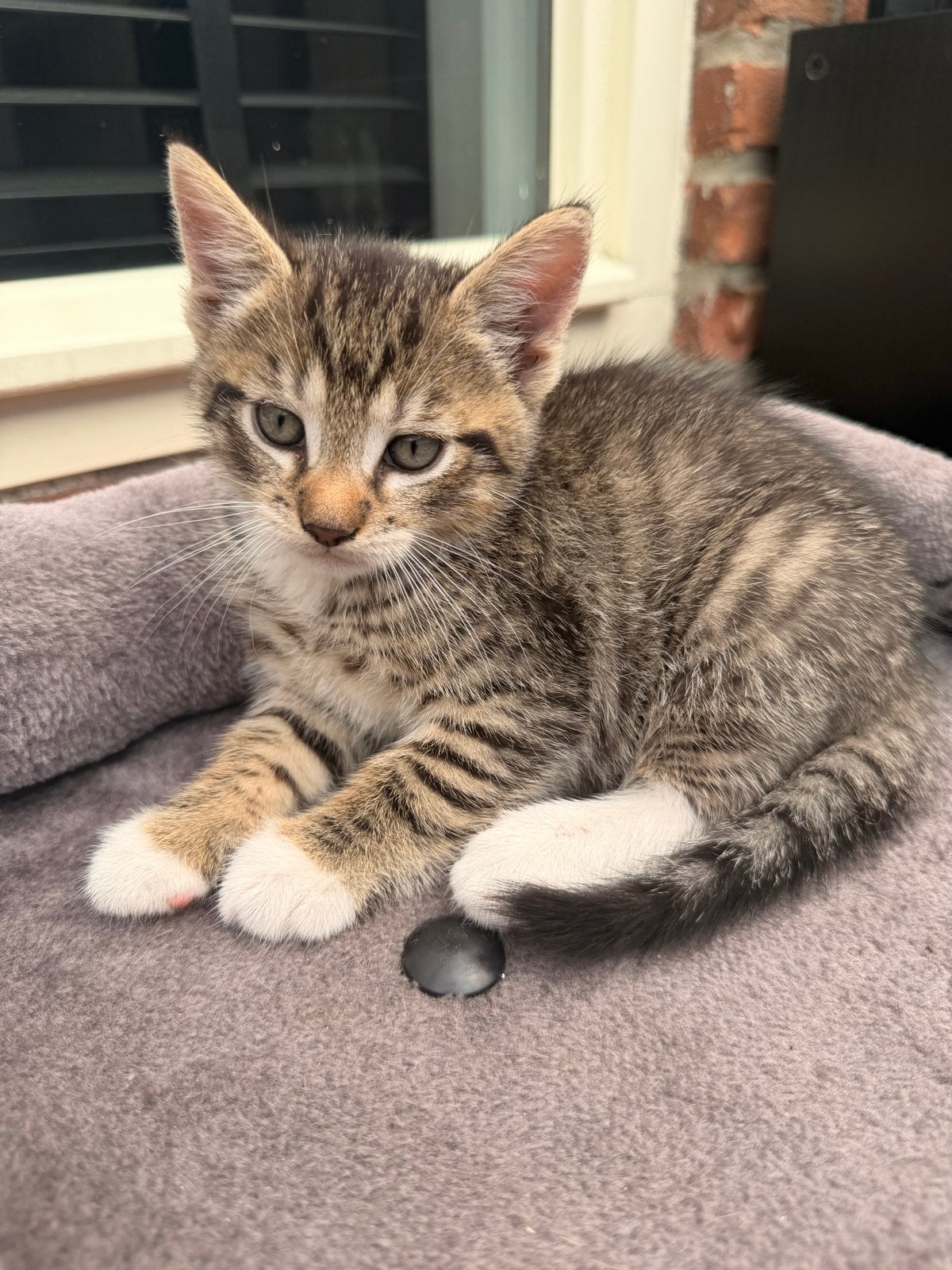 2 kittens te koop, Dieren en Toebehoren, Katten en Kittens | Overige Katten, Kater