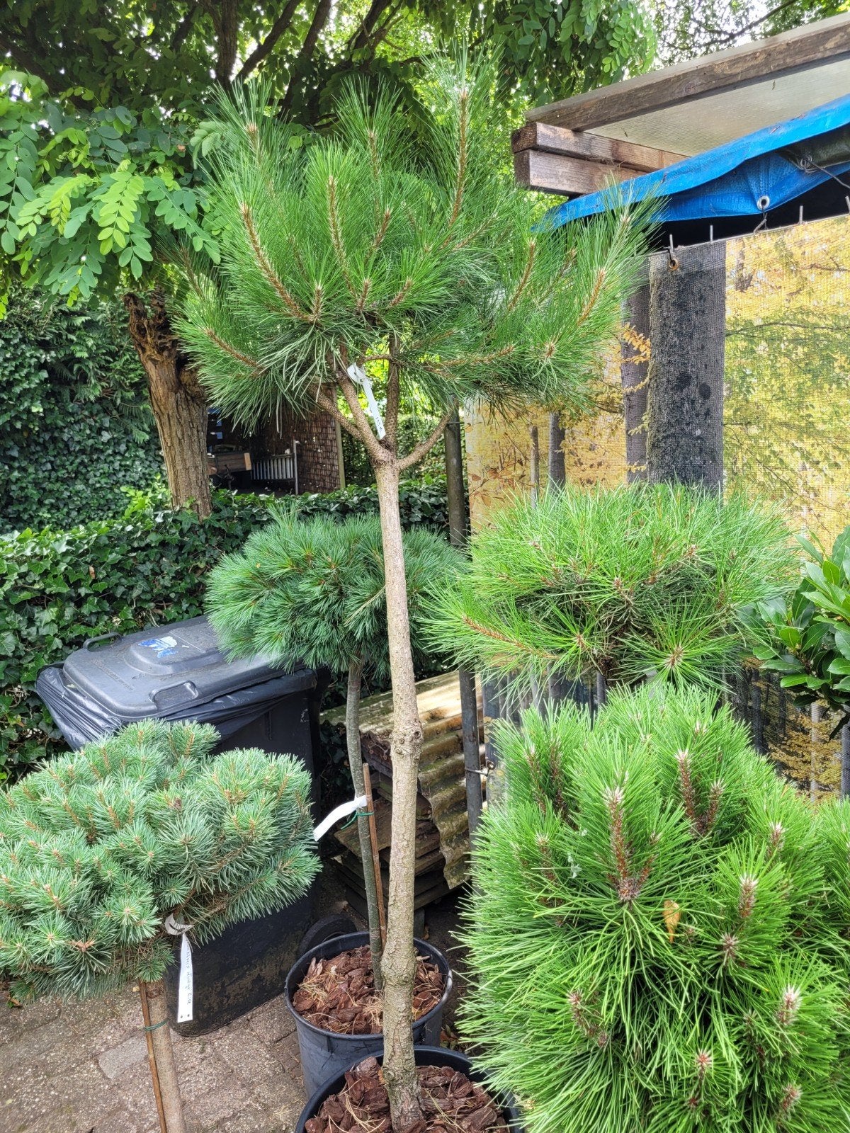 Pinus Sylvestris Hoogstam - Schotse Den, Bloeit niet, Overige soorten, 250 tot 400 cm, Ophalen