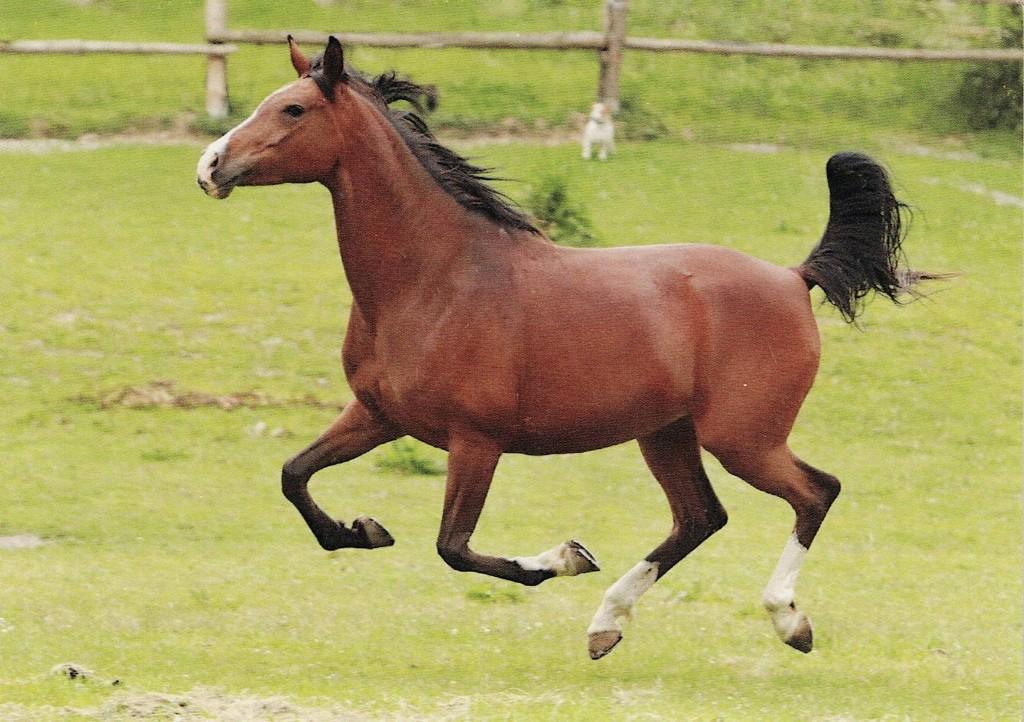 Paard Shagya arab Karen 54, Verzenden, 1980 tot heden, Ongelopen, Paard
