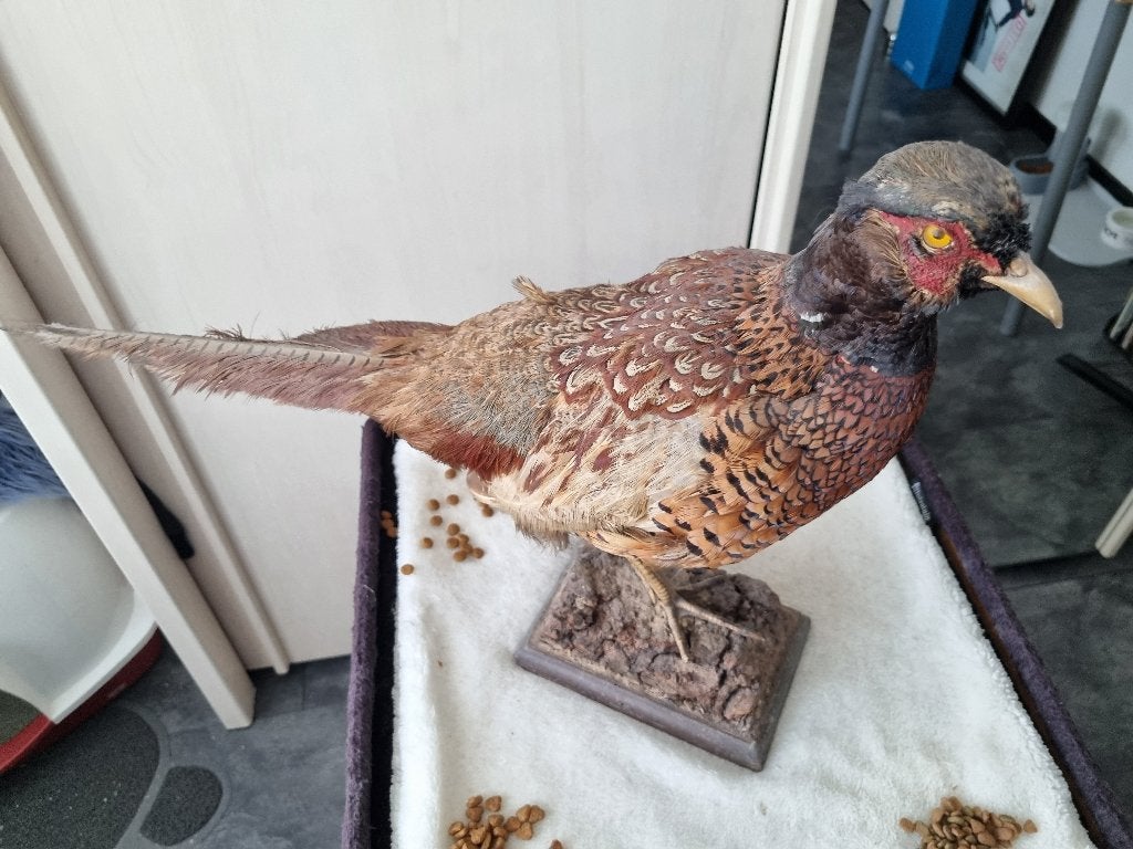 opgezette dieren, Ophalen of Verzenden, Zo goed als nieuw, Vogel, Opgezet dier