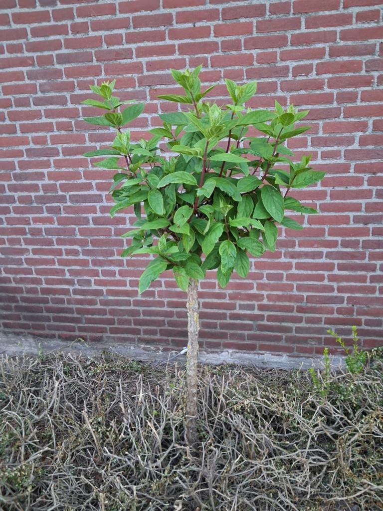 Pluimhortensia op stam (Hydrangea paniculata), Ophalen, Overige soorten, Halfschaduw