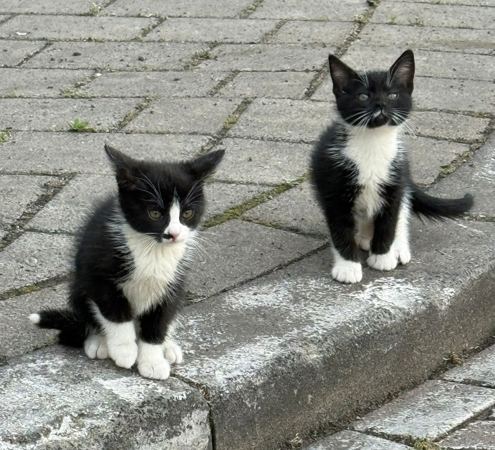 Kat voor €50, je krijgt er nog een bij naast de kat, Meerdere dieren, Kortharig, 0 tot 2 jaar