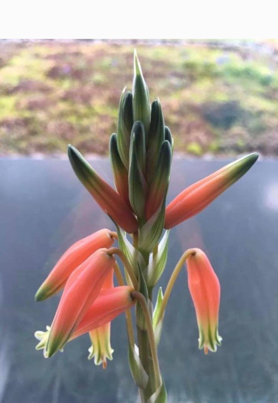 Biologische Aloe Hummus Kamerplanten oranje bloemen, Vetplant, Ophalen of Verzenden, In pot, Minder dan 100 cm