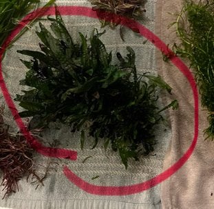 Aquarium plant, Ophalen, Zo goed als nieuw, Plant(en), Steen of Hout