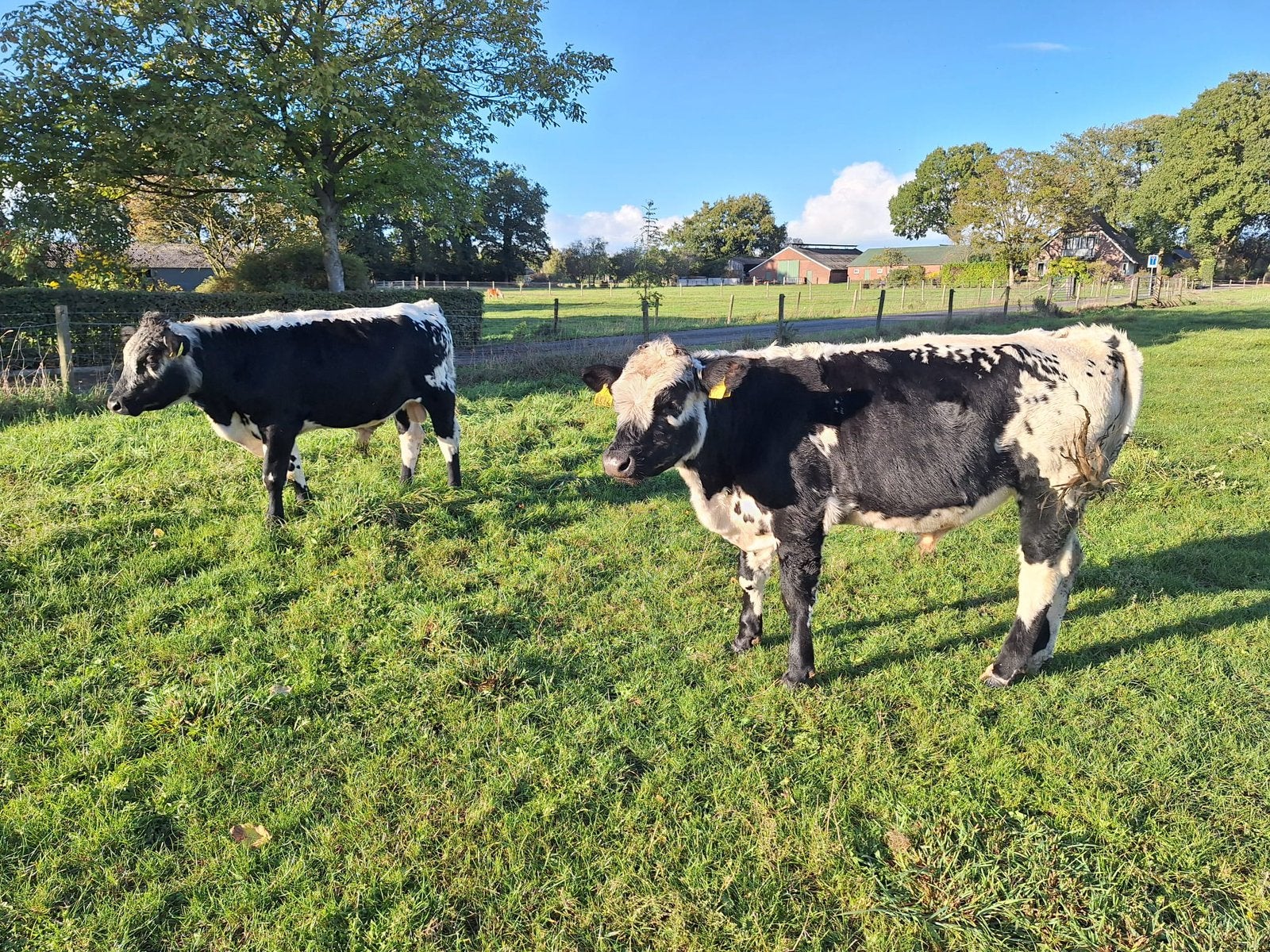 2 sprekle park stieren, Dieren en Toebehoren, Mannelijk